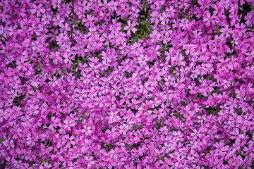  Purple flowers background