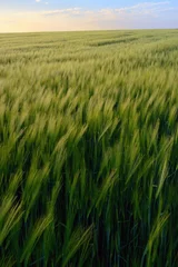 Crédence de cuisine en verre imprimé Campagne Sunset over green rye field