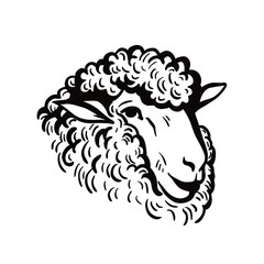 Fototapeta premium zwierzęta hodowlane. szkic głowy owiec