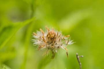 pollen of flower with green blur background