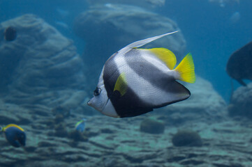 Fototapeta na wymiar Close-up photo of beautiful fish in marine tank
