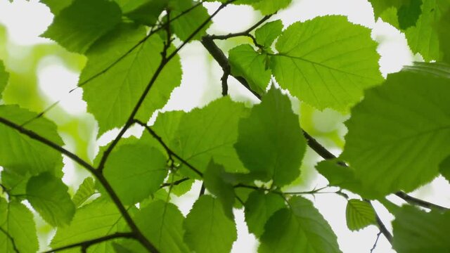 Green Leaves On A Hazelnut Tree And Sun