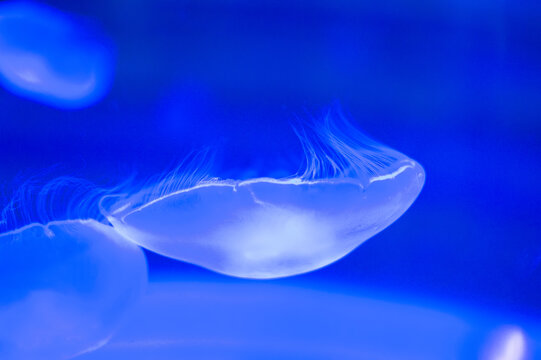 Beautiful close-up photo of jellyfish.