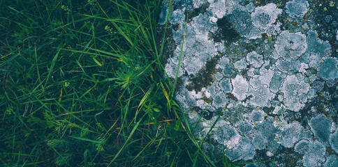 Colorful green mossy big stone. Photo depicting a bright bushy lichen on an old gray stone in the mystic forest. Macro, close up, top view. Natural background texture. Green grass.