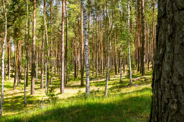 Obraz premium Kiefern , Birkenwald in Deutschland
