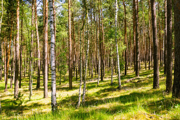 Wald in Brandenburg
