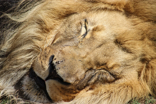 Close-up photo of sleeping lion's face