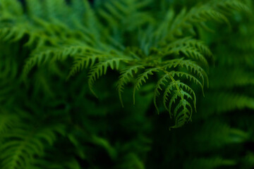Beautiful colorful bright green fern leaves background. Exotic fern frond leaf texture in the...