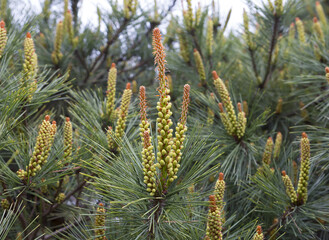 Сосна японская. В Японии сосна является национальным символом. © galina_savina