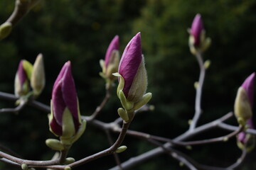 Purple magnolia buds