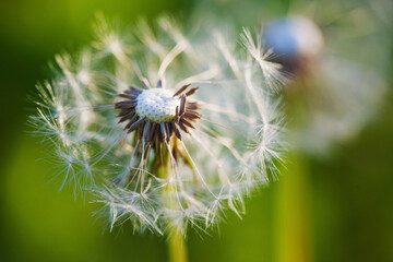 Dandelion flower blowball closeup