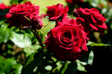 赤いバラ