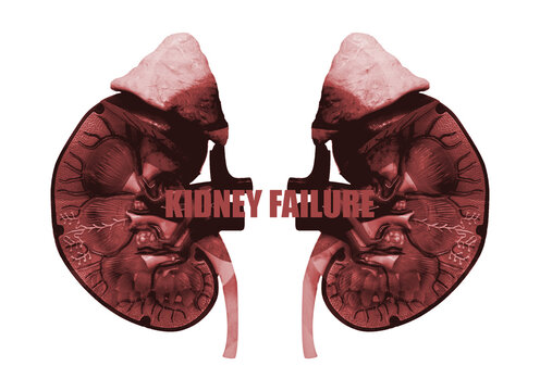 Kidneys of human. Internal organs. Isolated on white background(Clipping path)
