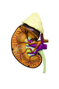 Kidneys of human. Internal organs. Isolated on white background(Clipping path)