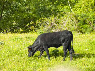 Black cows grazing on countryside in springtime