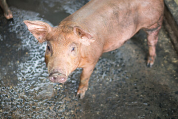 Little pig in the stall feeding for feed prepare for food