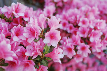 Close Up Azalea Flower in Garden          
