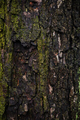 Fototapeta premium Bark on tree trunk closeup