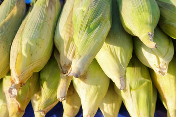 Freshly harvested organic corn