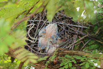 Pigeon birds nesting in the garden 