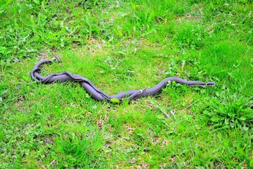 Love of two grass-snake in the grass