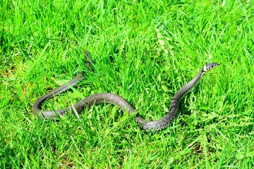 Grass-snake in the green grass on spring