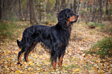 Gordon Setter hunting dog standing in the front in the autumn forest