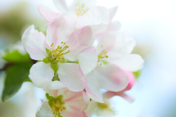 Obrazy na Szkle  kwiat jabłoni