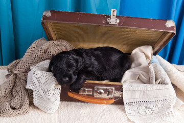 Black Russian Terrier puppy sleeping in the old vintage suitcase on handmade lace