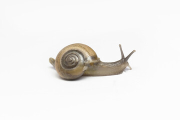 Snail on White background in Southeast Asia.