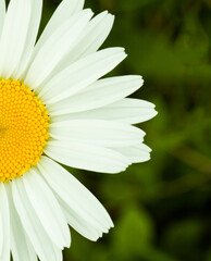 Fototapeta premium Flower chamomile in nature