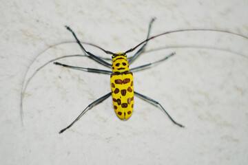 yellow insect in thailand
