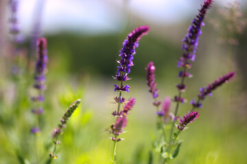 Beautiful wildflowers blooming in summer corral on animal farm