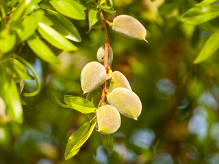 Obraz premium Green almonds on the almond tree on springtime