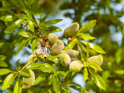 Green almonds on the almond tree on springtime
