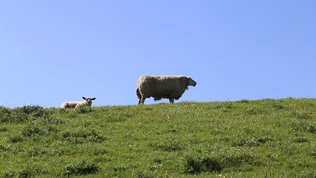 Schafe und Lämmer am Deich an der Nordsee