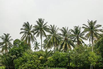 fresh coconut on tree