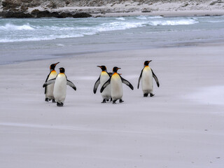 Obraz premium King Penguin Group, Aptenodytes patagonica, on the white sandy beach of Volunteer Point, Falklands / Malvinas