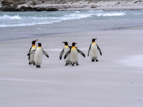 King Penguin Group, Aptenodytes patagonica, on the white sandy beach of Volunteer Point, Falklands / Malvinas