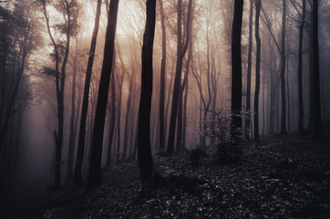 Fototapeta premium dark fantasy woods landscape background