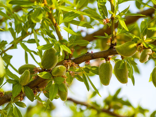 Green almonds on the almond tree on springtime