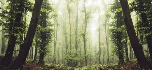 misty green summer forest