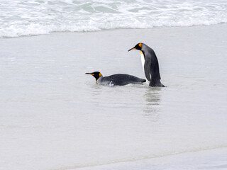 Fototapeta na wymiar King Penguin Group, Aptenodytes patagonica, jumps into the sea Volunteer Point Volunteer Point, Falklands / Malvinas