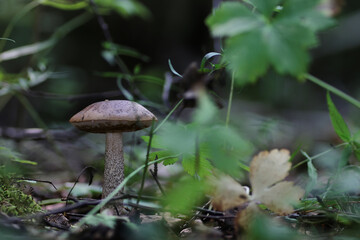 boletus mushroom drop of water