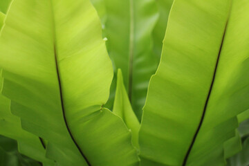 The shade and shadow of fern leaves