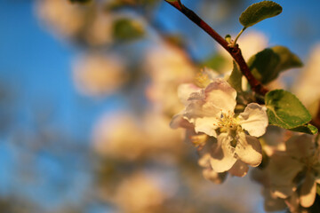 apple tree flower on sunset