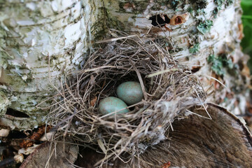 bird nest in nature