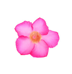 Pink flowers isolated on white background