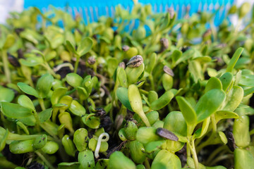 Organic green young sunflower sprouts,Selective focus