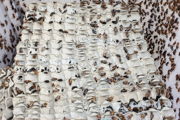 Fried insects street food in Thailand This is fried insect food is high in protein.